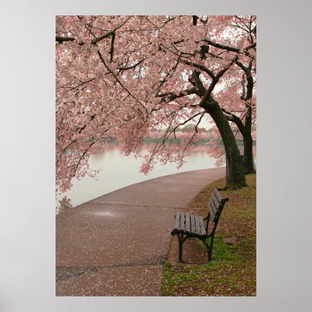 Cherry Blossom Print (Front)