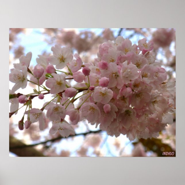 Cherry Blossom Print White Flower Poster Print (Front)
