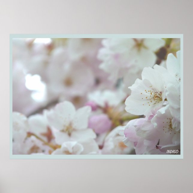 Cherry Blossom Print White Flower Poster Print (Front)