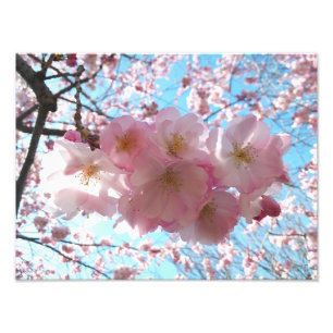 Cherry Blossom Sakura Photo Élargissement