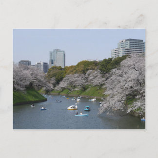 Cherry blossom (Sakura) season in Tokyo, Japan Postcard