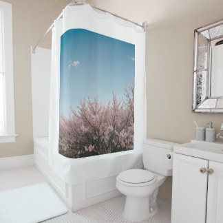 cherry blossom scenery