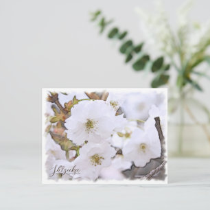 Cherry Blossom "Shizuka" Postcard