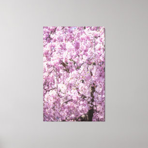 Cherry Blossom Spring Canvas Print