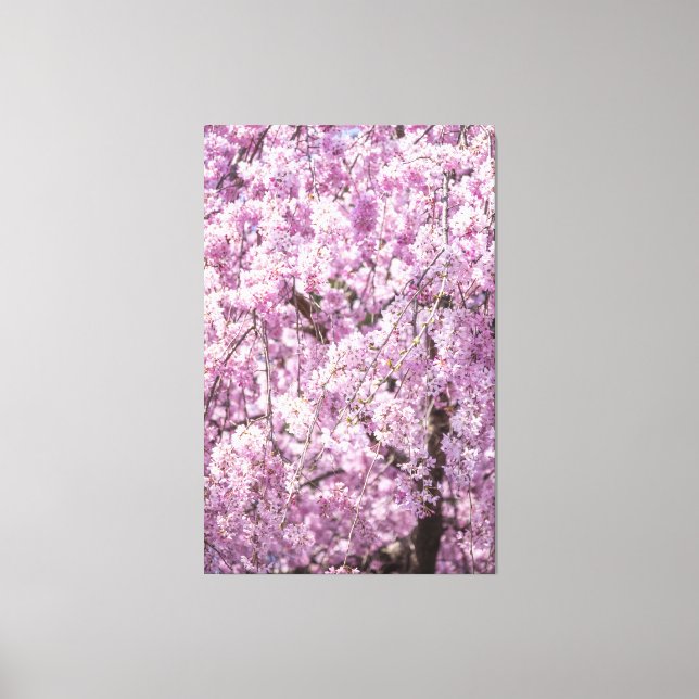 Cherry Blossom Spring Canvas Print (Front)