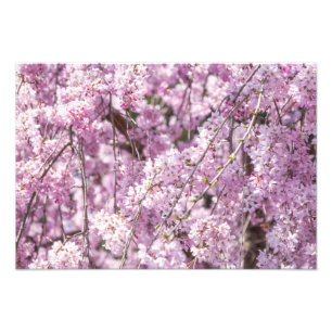 Cherry Blossom Spring Photo Print