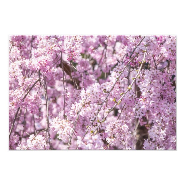 Cherry Blossom Spring Photo Print (Front)