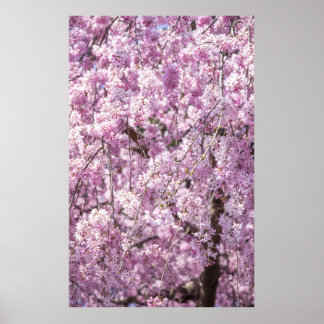 Cherry Blossom Spring Poster