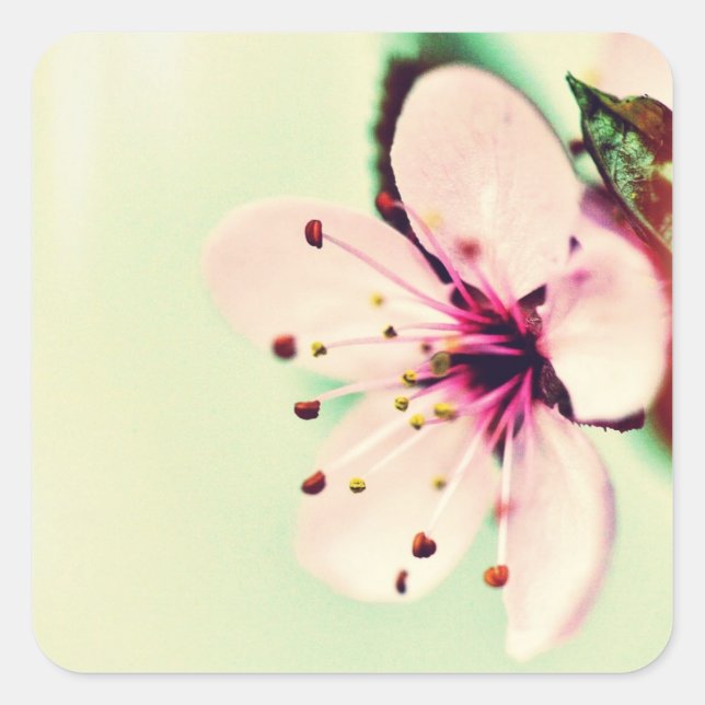 Cherry Blossom Square Sticker (Front)
