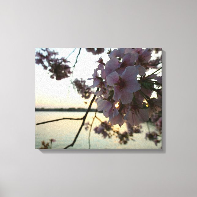 Cherry Blossom Sunset in Washington DC Canvas Print (Front)