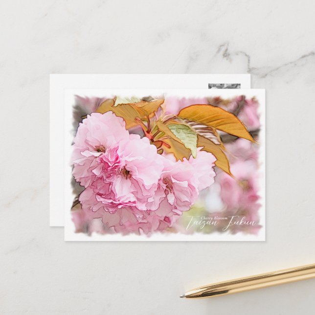 Cherry Blossom "Taizan-fukun" Postcard (Front/Back In Situ)