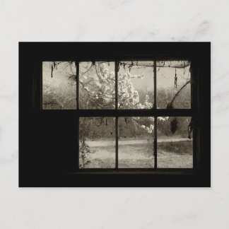 Cherry Blossom through an Old Barn Window Postcard