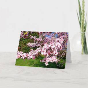 Cherry Blossom Tree in the Park Card