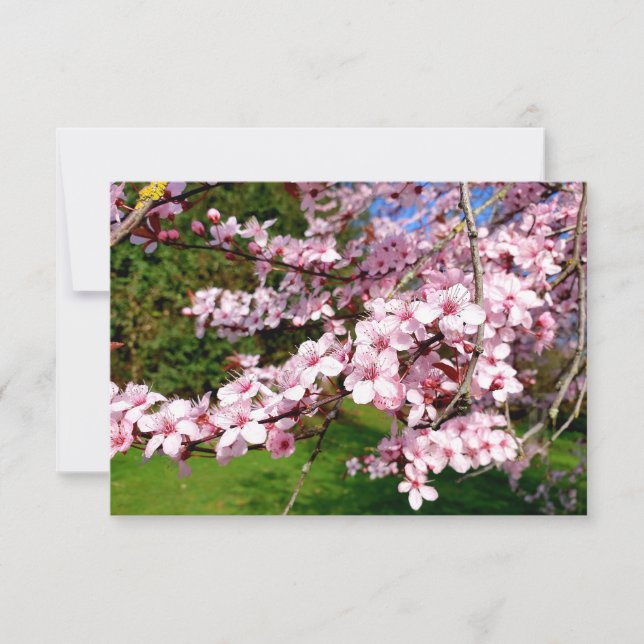 Cherry Blossom Tree in the Park Card (Front)