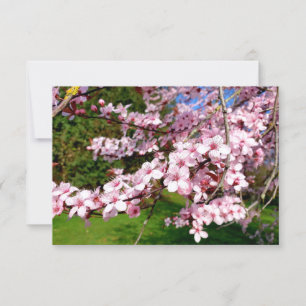 Cherry Blossom Tree in the Park Card