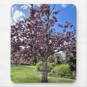 Cherry Blossom Tree Park in Brighton Spring time Mouse Pad