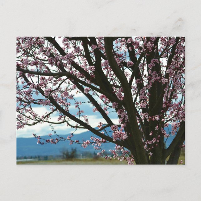 Cherry Blossom Tree Postcard (Front)