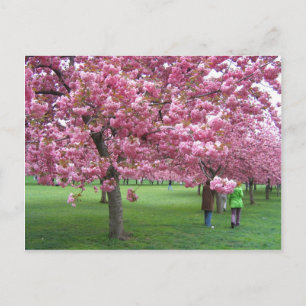 Cherry blossom trees postcard