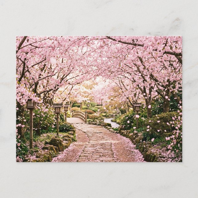 Cherry Blossom Trees Postcard (Front)