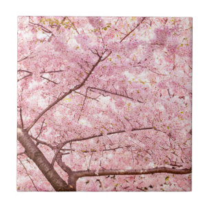 Cherry Blossom Trees Tile