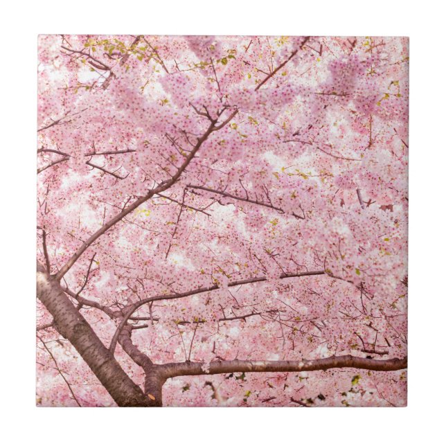 Cherry Blossom Trees Tile (Front)
