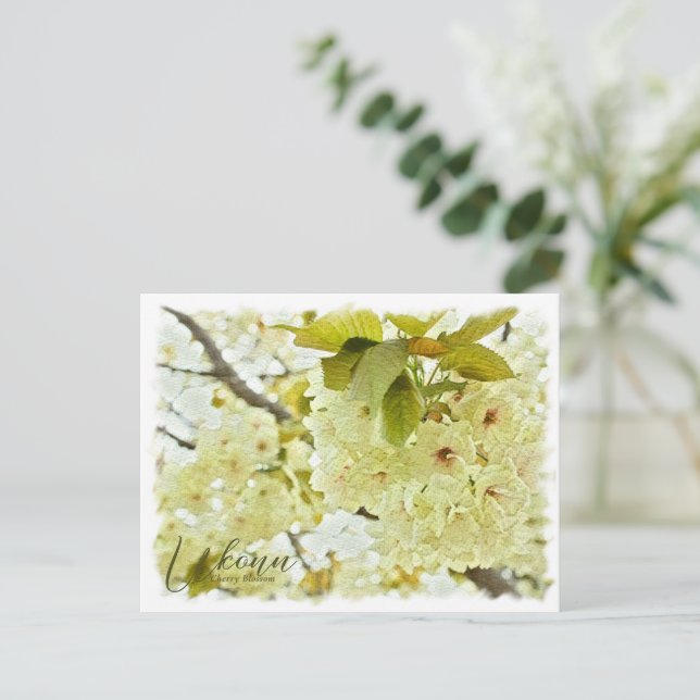Cherry Blossom "Ukonn" ポストカード Postcard (Standing Front)