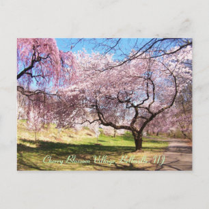 Cherry Blossom Village 01 Postcard
