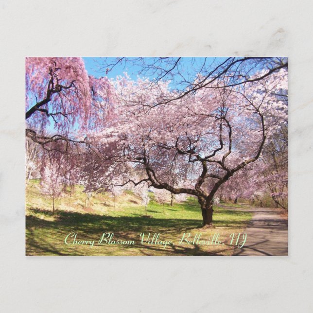 Cherry Blossom Village 01 Postcard (Front)