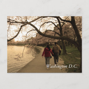 Cherry Blossom Walk Postcard
