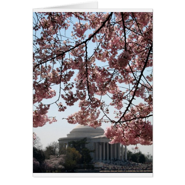 Cherry Blossom Washington DC (Devant)
