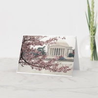 Cherry Blossom Washington DC