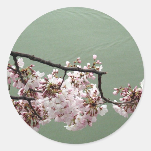 Cherry Blossom Washington DC Classic Round Sticker (Front)