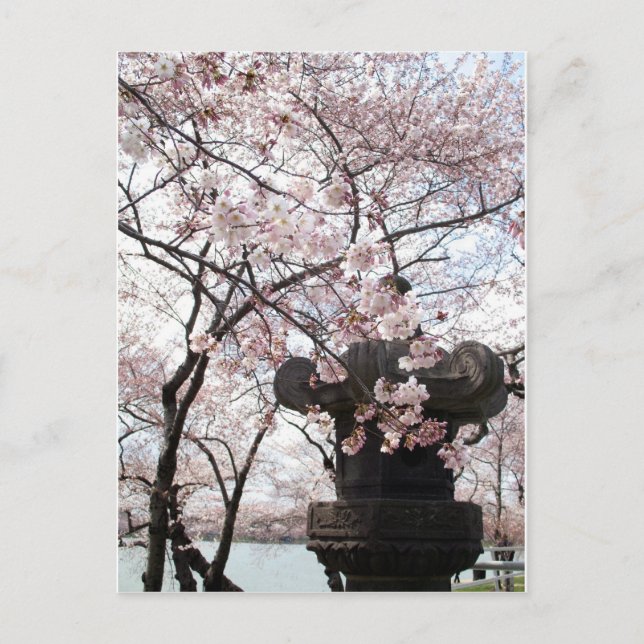 Cherry Blossom Washington DC Postcard (Front)