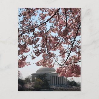 Cherry Blossom Washington DC Postcard