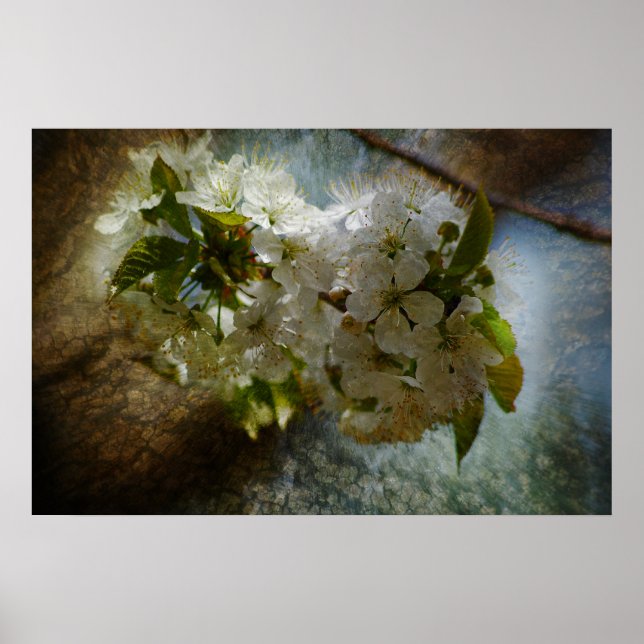 Cherry Blossom Wonder Poster (Front)