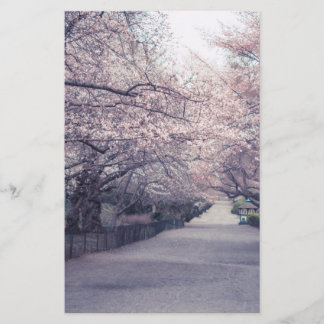 Cherry Blossoms