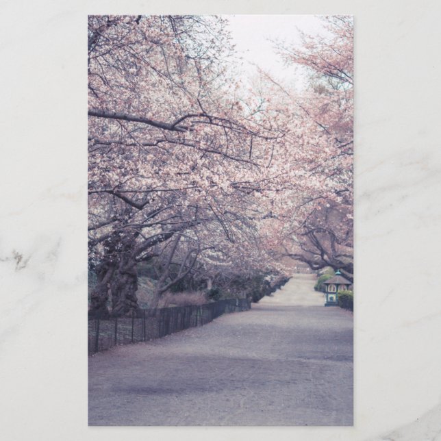 Cherry Blossoms (Front)