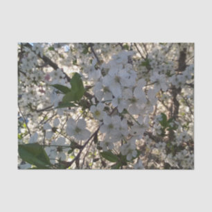 Cherry blossoms 10lb Tissue Paper, White Tissue Paper
