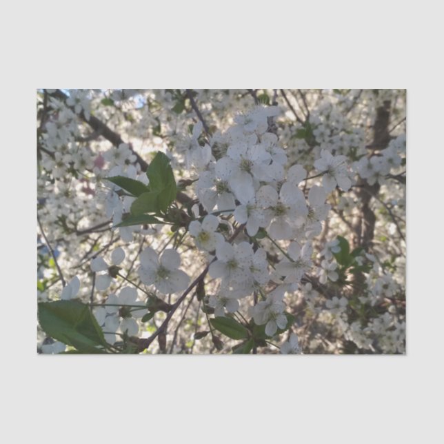 Cherry blossoms 10lb Tissue Paper, White Tissue Paper (Front)