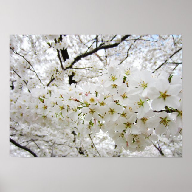 Cherry Blossoms 12 Poster (Front)