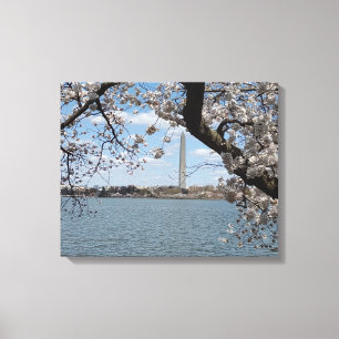 CHERRY BLOSSOMS #1 ON CANVAS 20 "x 16" Print