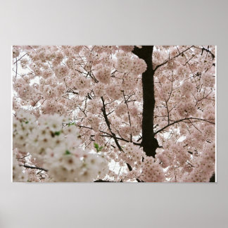 Cherry Blossoms 1 Poster