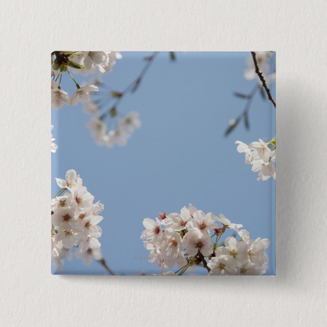 Cherry blossoms 2 inch square button (Front)