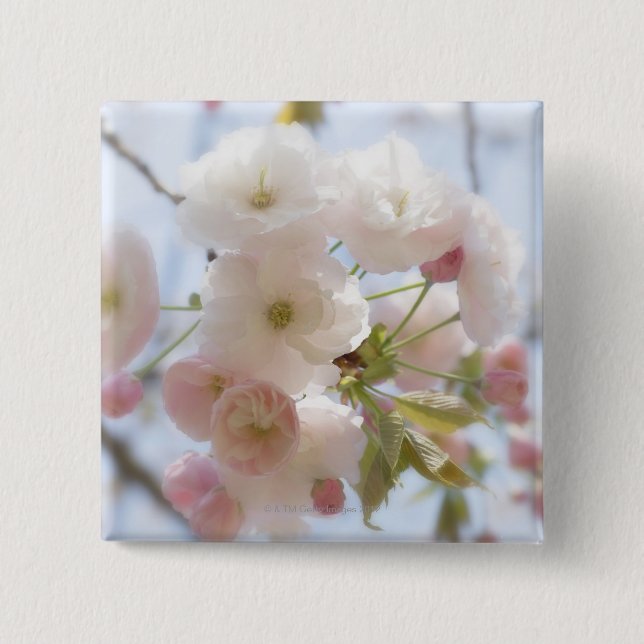 Cherry blossoms 3 2 inch square button (Front)