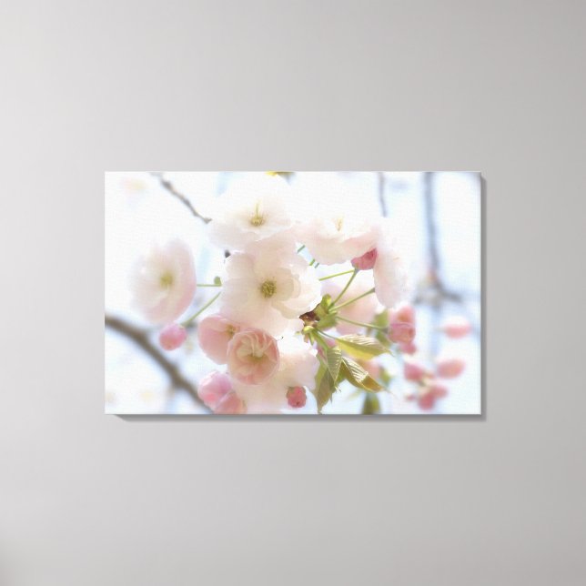 Cherry blossoms 3 canvas print (Front)