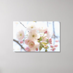 Cherry blossoms 3 canvas print