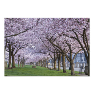 Cherry blossoms along Willamette river, USA Photo Print
