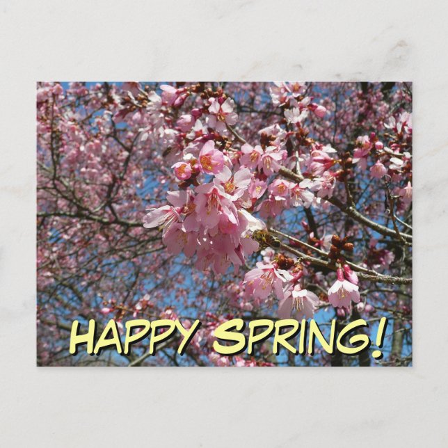 Cherry Blossoms and Bee Pink Spring Flowers Postcard (Front)