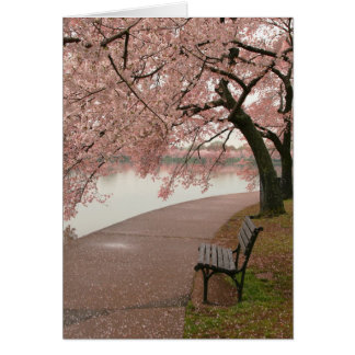 Cherry Blossoms and Bench