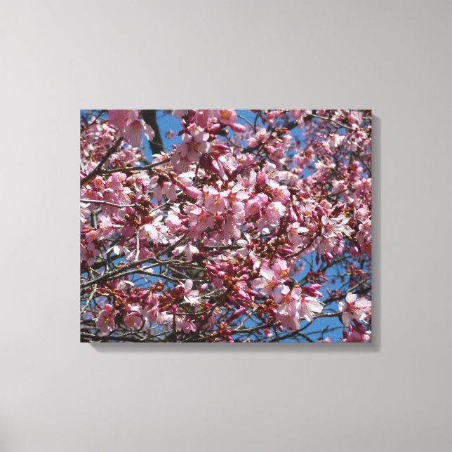 Cherry Blossoms and Blue Sky Spring Floral Canvas Print (Front)